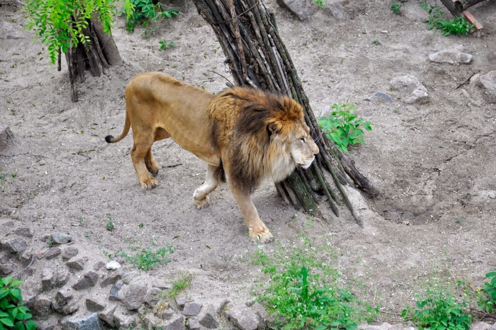 Лев в николаевском зоопарке